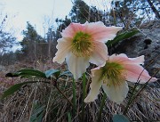 75 Helleborus niger (Ellebori) in piena fioritura